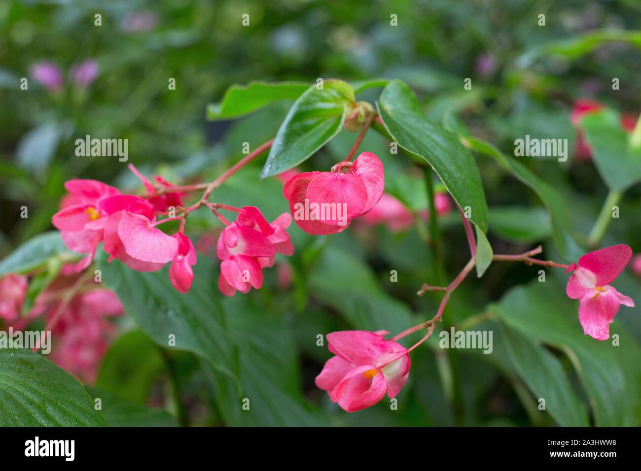 Bégonia 'dragon Wing' rose bégonia hybride. Banque D'Images