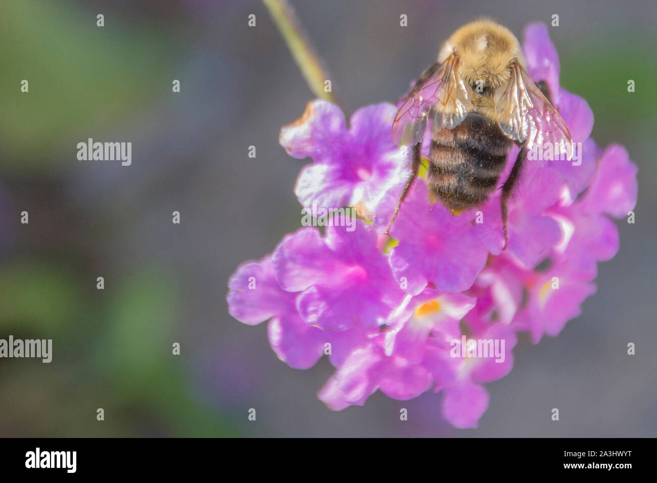 L'Est commun de bourdons (Bombus impatiens) sur une fleur pourpre. Banque D'Images