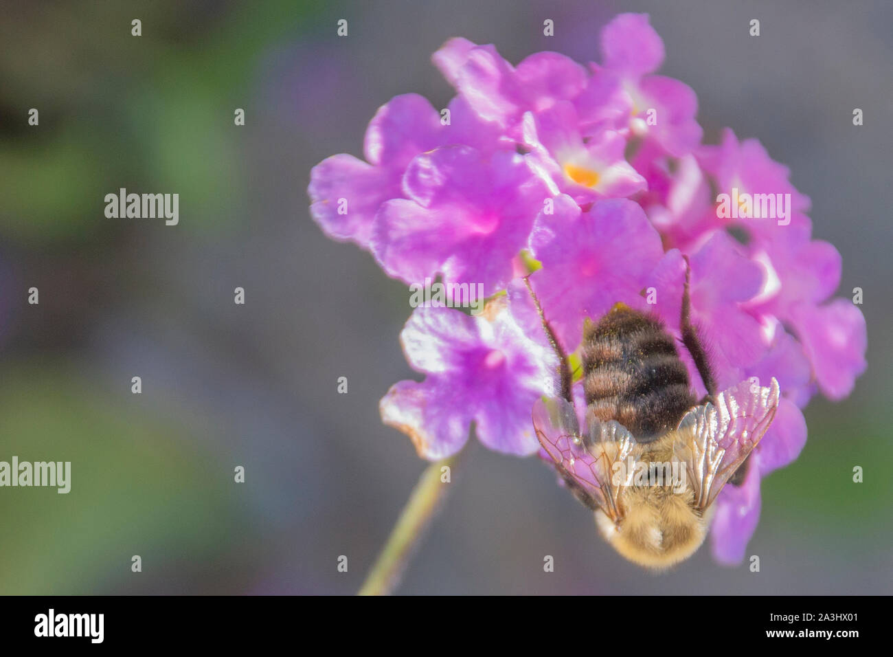 L'Est commun de bourdons (Bombus impatiens) sur une fleur pourpre. Banque D'Images