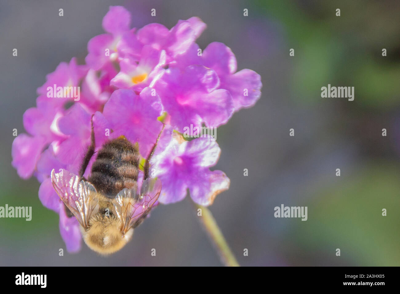 L'Est commun de bourdons (Bombus impatiens) sur une fleur pourpre. Banque D'Images