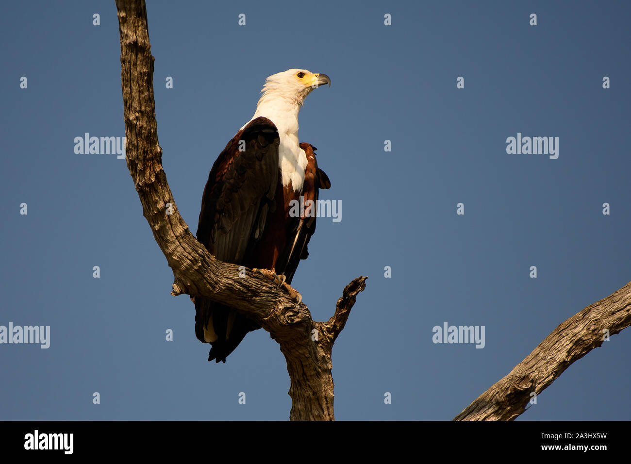 Majestic African fish eagle perché au sommet d'un arbre surplombant le lac Banque D'Images