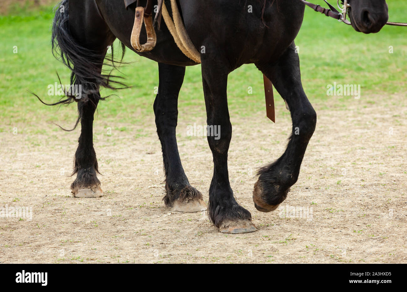 La jambe de cheval gros plan sur la lumière naturelle. Banque D'Images