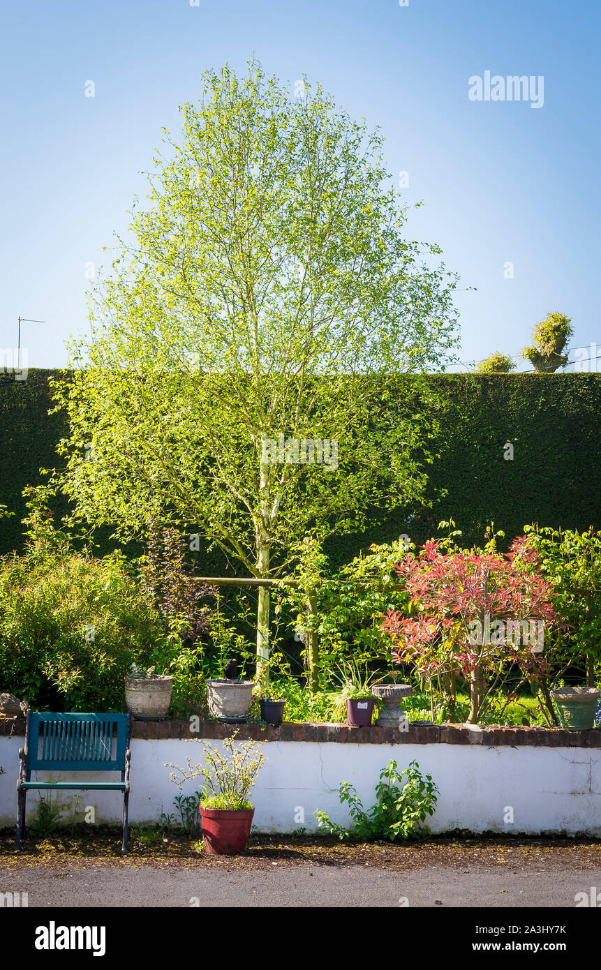 Le dirigeant d'une Silver Birch Tree dans un petit jardin à la fin du printemps, montrant les nouveaux jeunes feuilles mélange avec la plantation mixte dans une étroite frontière en UK Banque D'Images