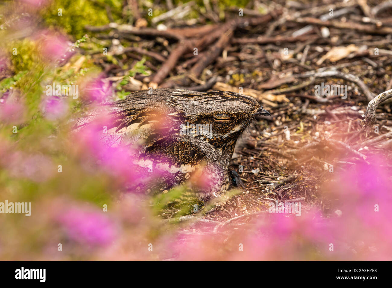 La faune couleur photo d'un Oiseau Engoulevent d'Europe (Caprimulgus europaeus) se percher sur la terre pendant le jour Banque D'Images