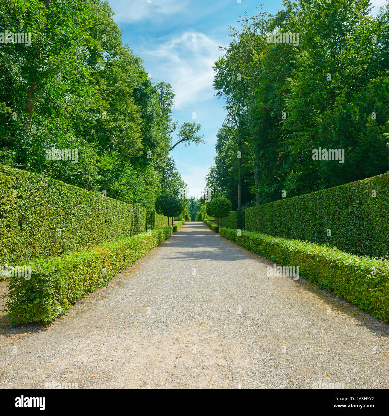 Hautes haies dans le parc de la ville en Allemagne. Banque D'Images