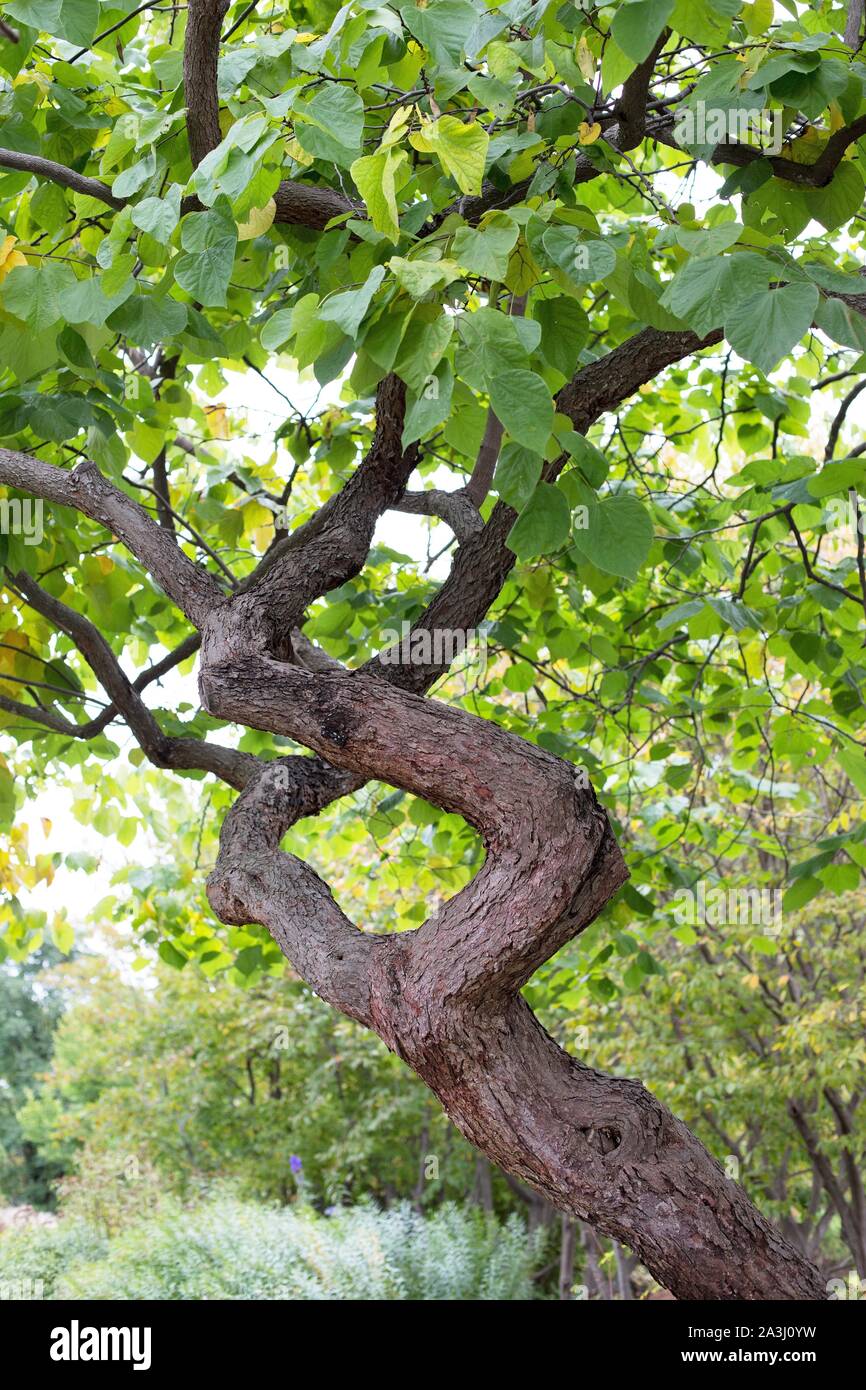 Cercis canadensis arbre redbud souche du Minnesota. Banque D'Images