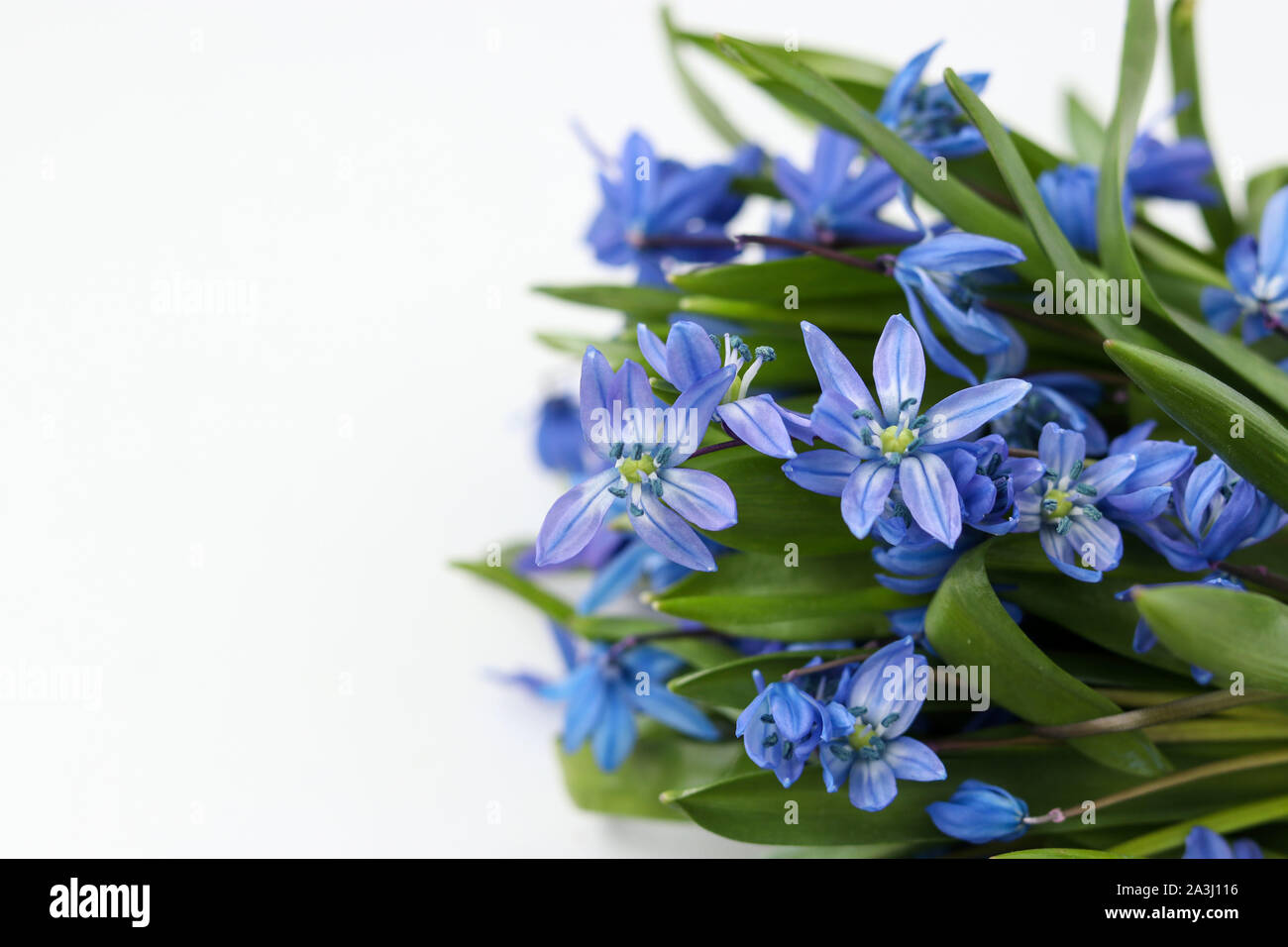 Bouquet de perce-neige forêt isolé sur fond blanc Banque D'Images