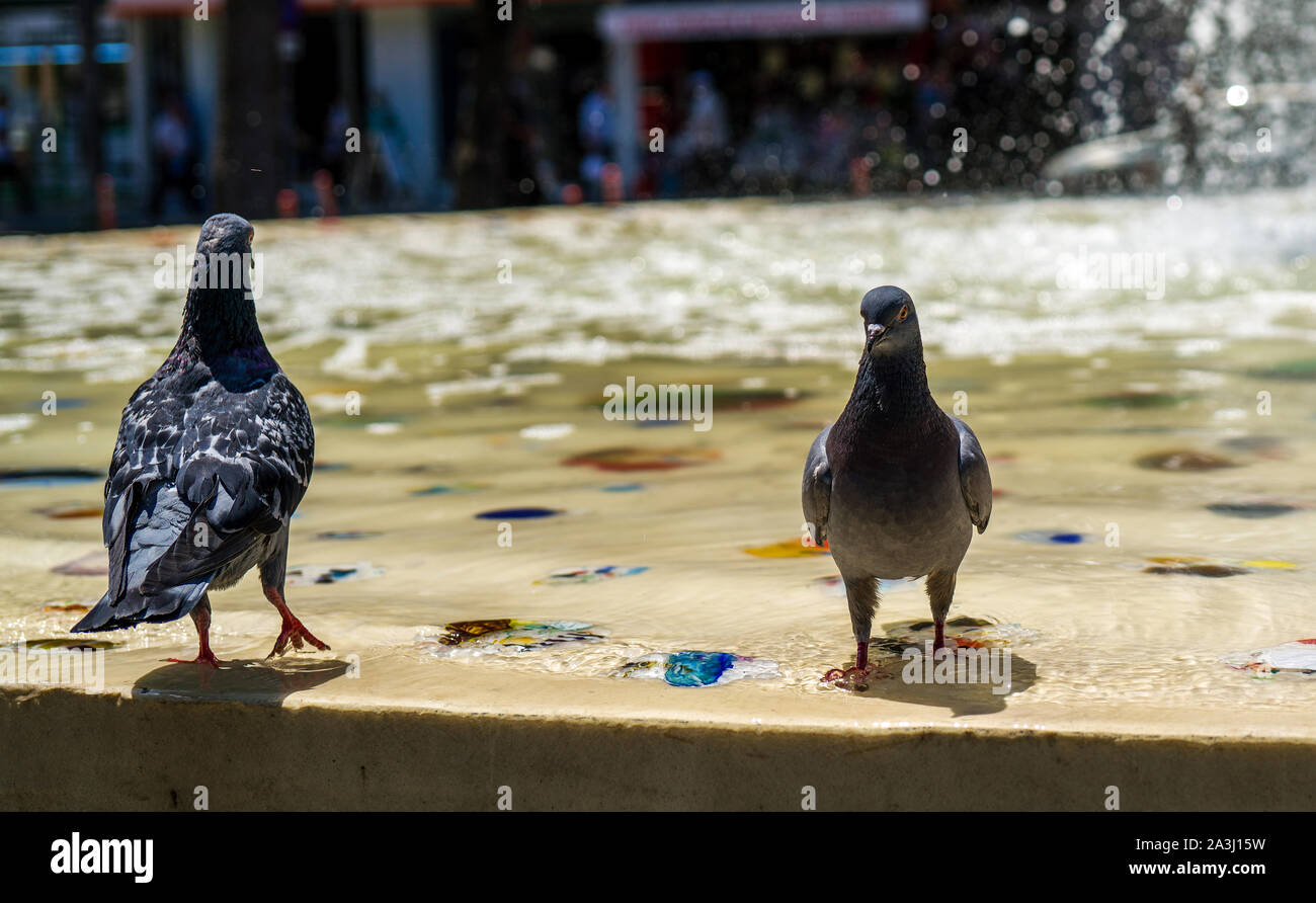 Pigeon dans bassin ornemental close-up photography. gris colombe pigeon. détails. Banque D'Images