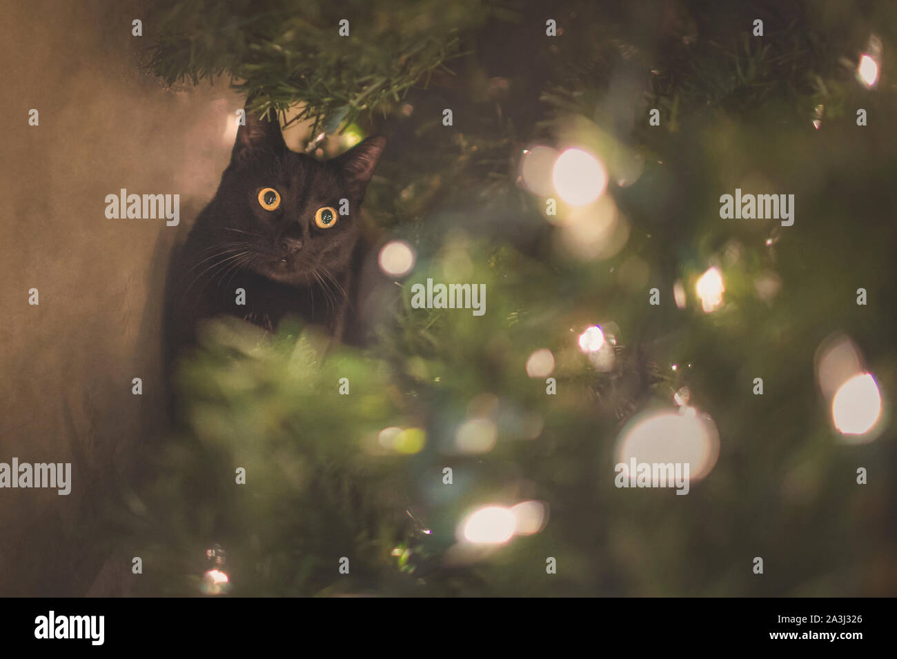 Curieux chat noir avec de grands yeux joue dans l'arbre de Noël avec des lumières Banque D'Images