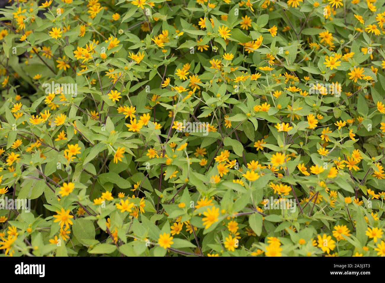 Melampodium paludosum 'Showstar'. Banque D'Images