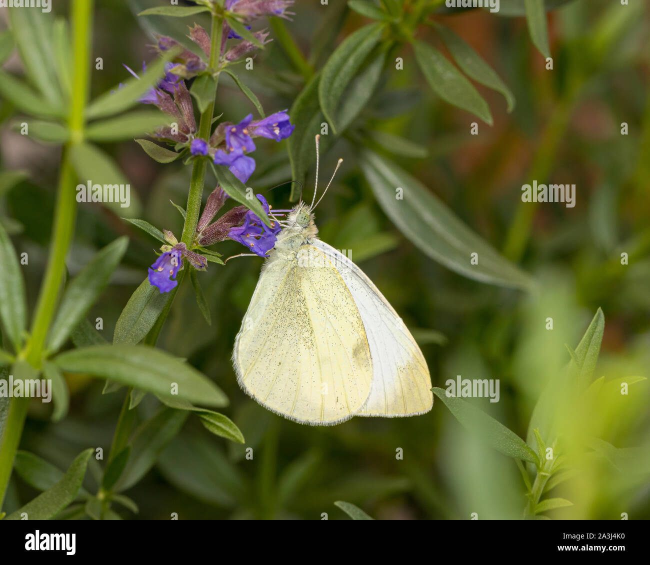 Beau papillon blanc du chou européen qui se nourrissent de nectar de fleurs pourpre dans jardin sur une journée d'automne ensoleillée Banque D'Images