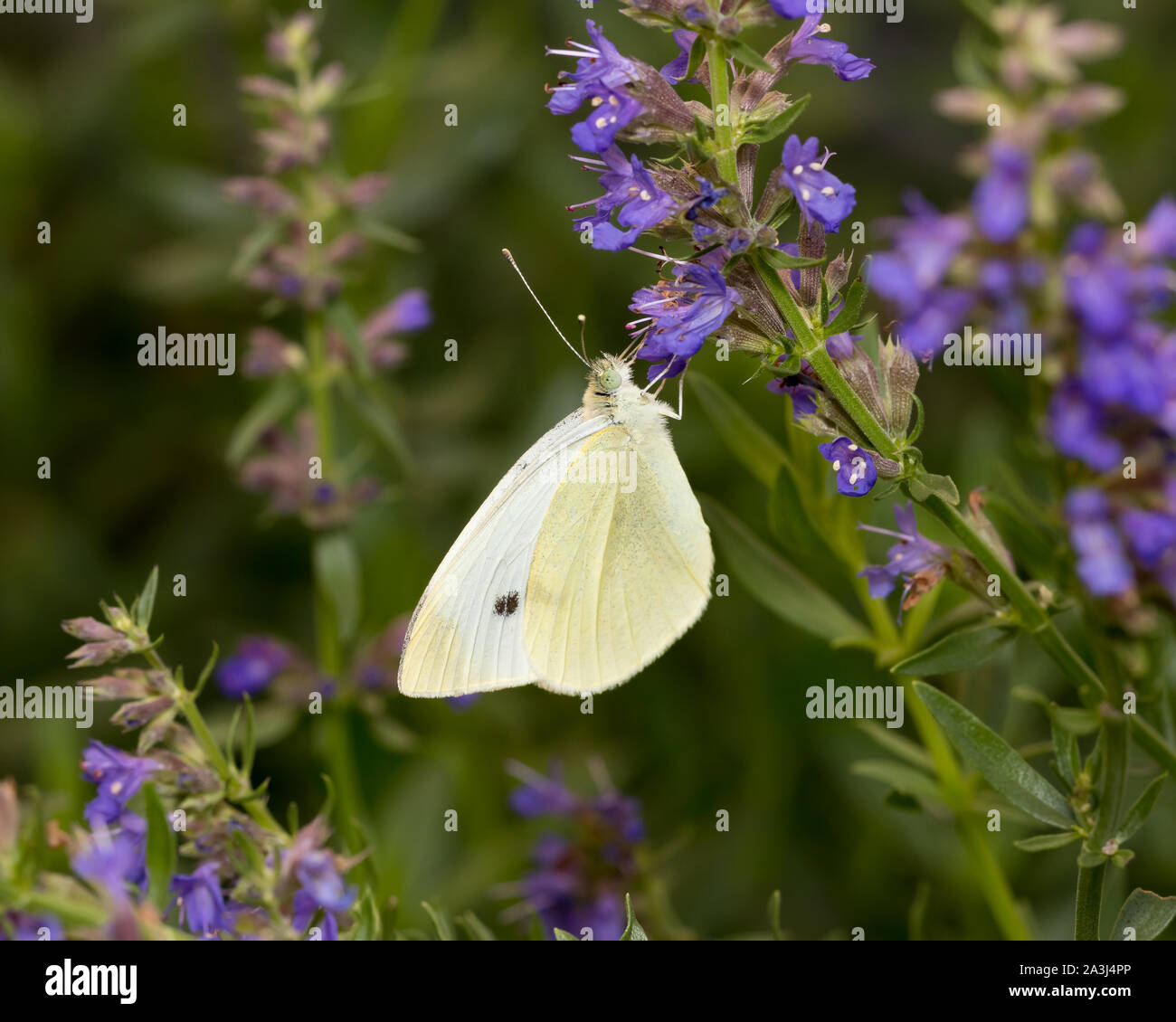 Beau papillon blanc du chou européen qui se nourrissent de nectar de fleurs pourpre dans jardin sur une journée d'automne ensoleillée Banque D'Images