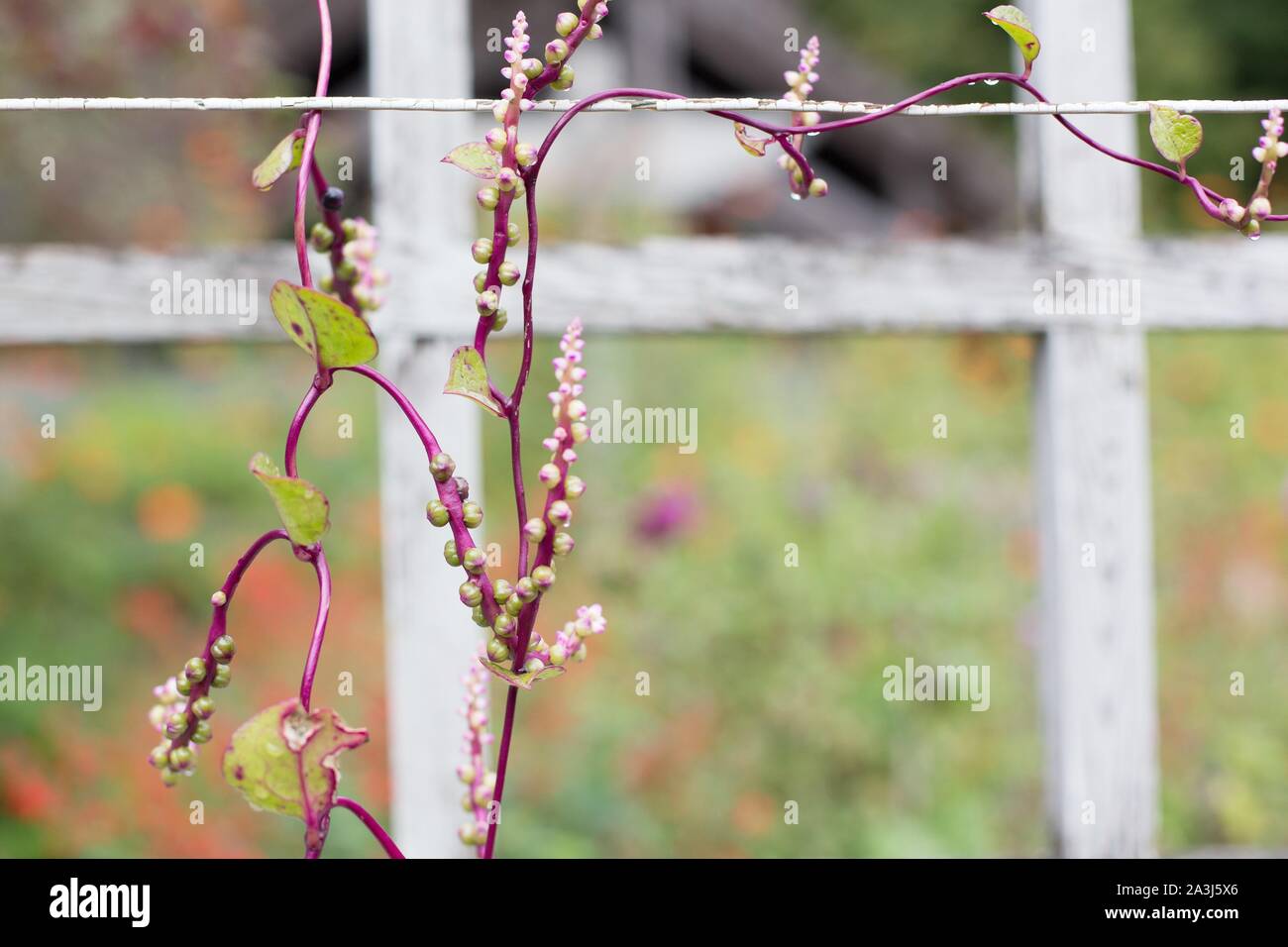 Basella alba 'Rubra' vigne. Banque D'Images