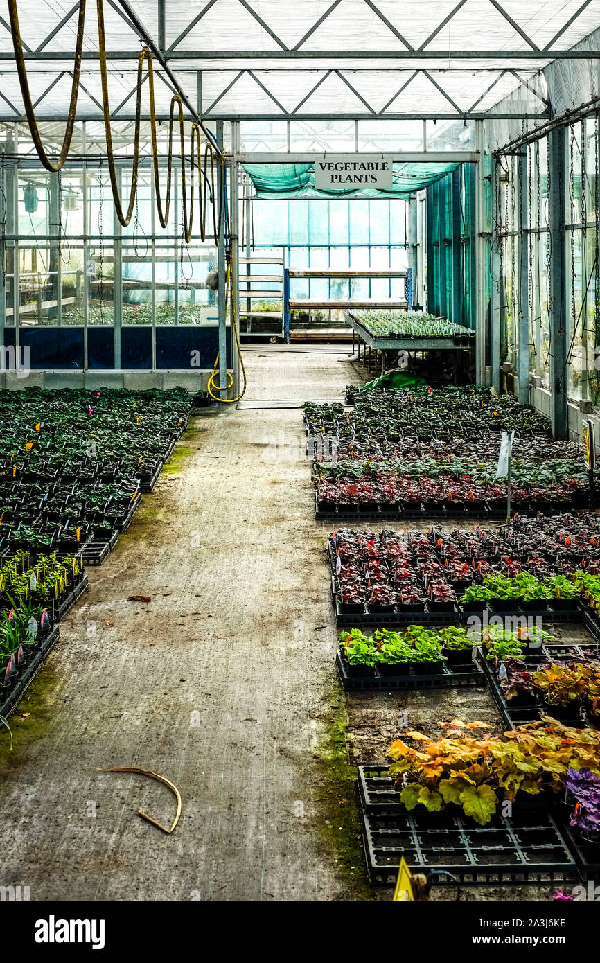 Les bacs de plantes en vente dans une serre dans un "centre de jardin. Banque D'Images