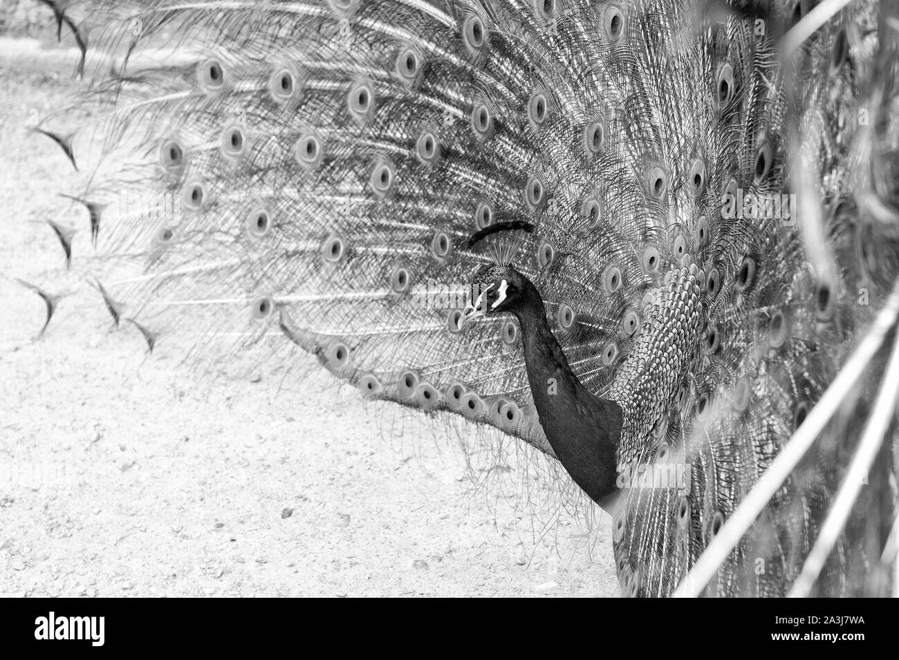 La beauté naturelle. Oiseau paon. Concept de zoo. Peacock dans environnement naturel nature background. Avec paon bleu vert couleur des plumes dans la parade nuptiale est regardant droit devant. Banque D'Images