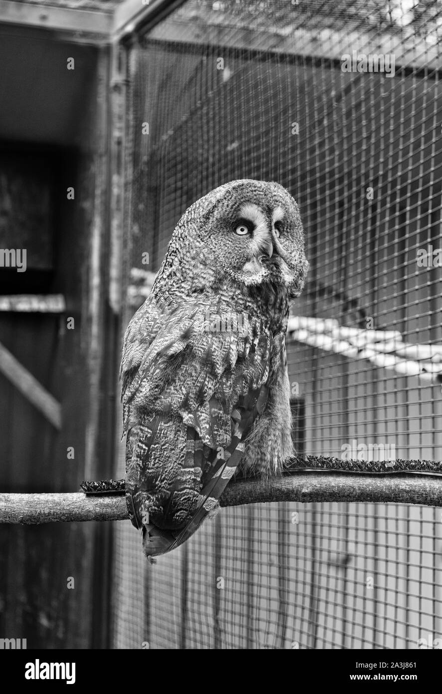 Capture Capture d'Animal hibou. La vie sauvage. Superbe grand oiseau assis dans la cage. Calme et paisible. Concept de l'ornithologie. Une chouette photo. Les espèces typiques des marais pour de nombreux pays. Owl en cage du zoo. Banque D'Images