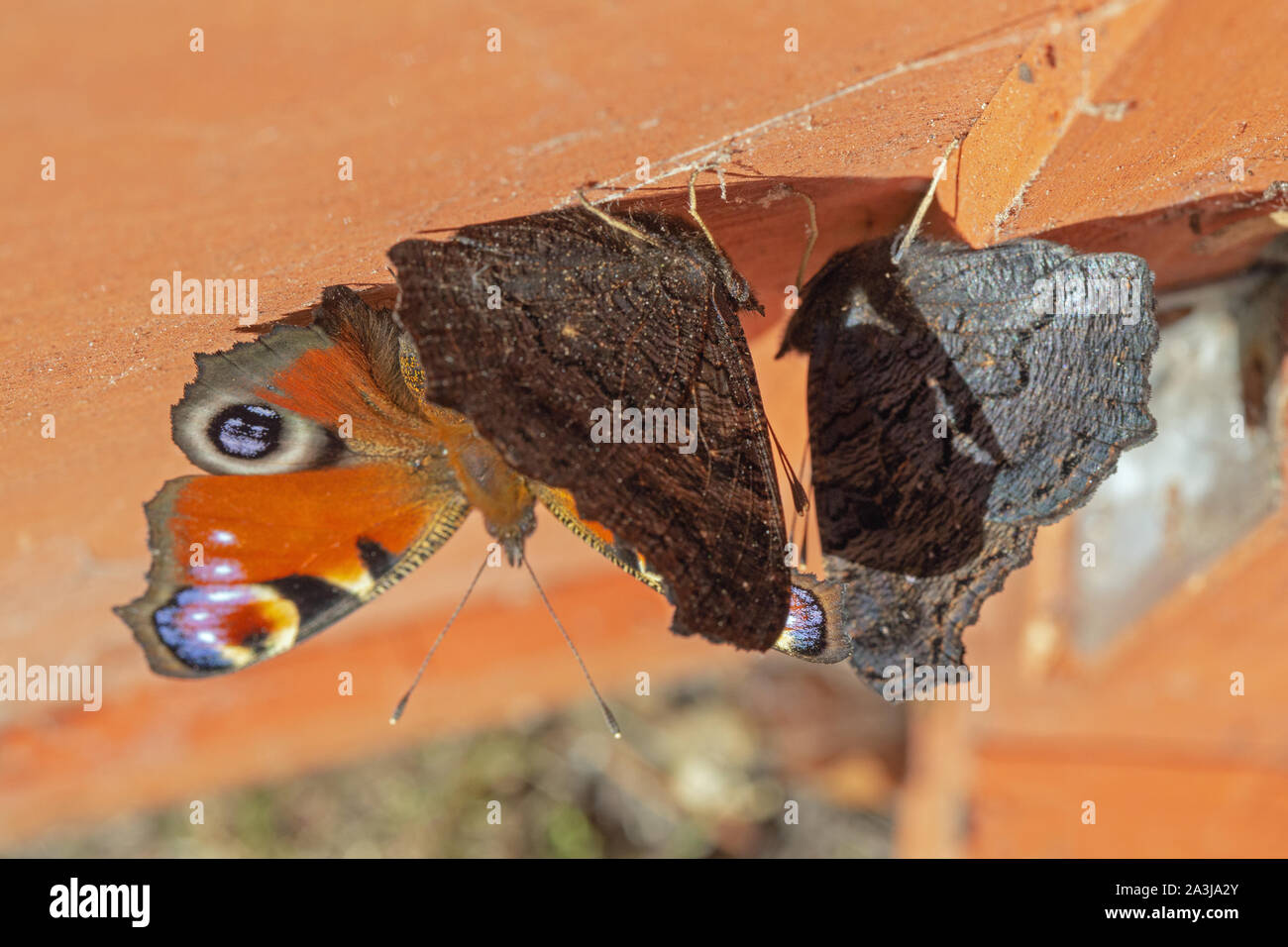 Peacock (papillons Aglais io ). Trois papillons, accroché à l'intérieur, dessous, surface de toit de la volaille boîte du nid. Refuge en cas de mauvais temps. Banque D'Images