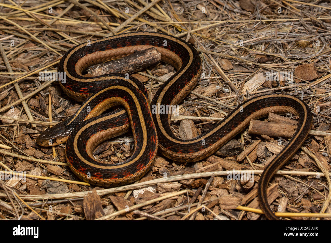 Ubiquiste rouge (Thamnophis sirtalis parietalis) du Comté de Yuma, Colorado, USA. Banque D'Images