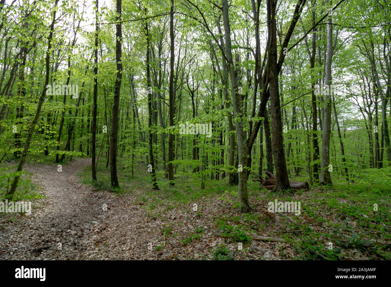 Chemin dans la forêt Banque D'Images
