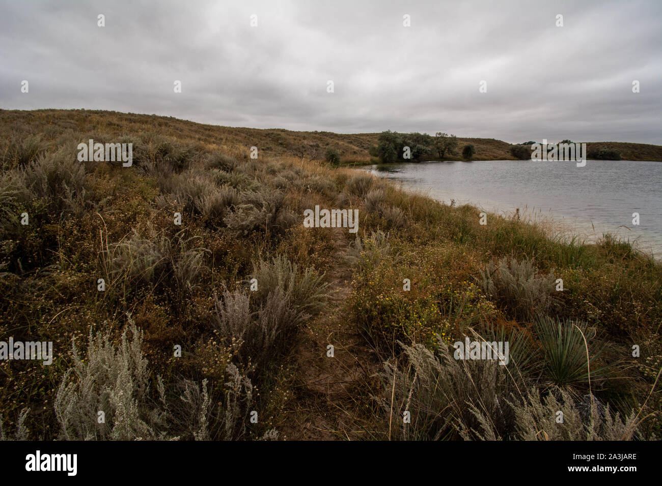 Habitat de l'ubiquiste rouge (Thamnophis sirtalis parietalis) du Comté de Yuma, Colorado, USA. Banque D'Images