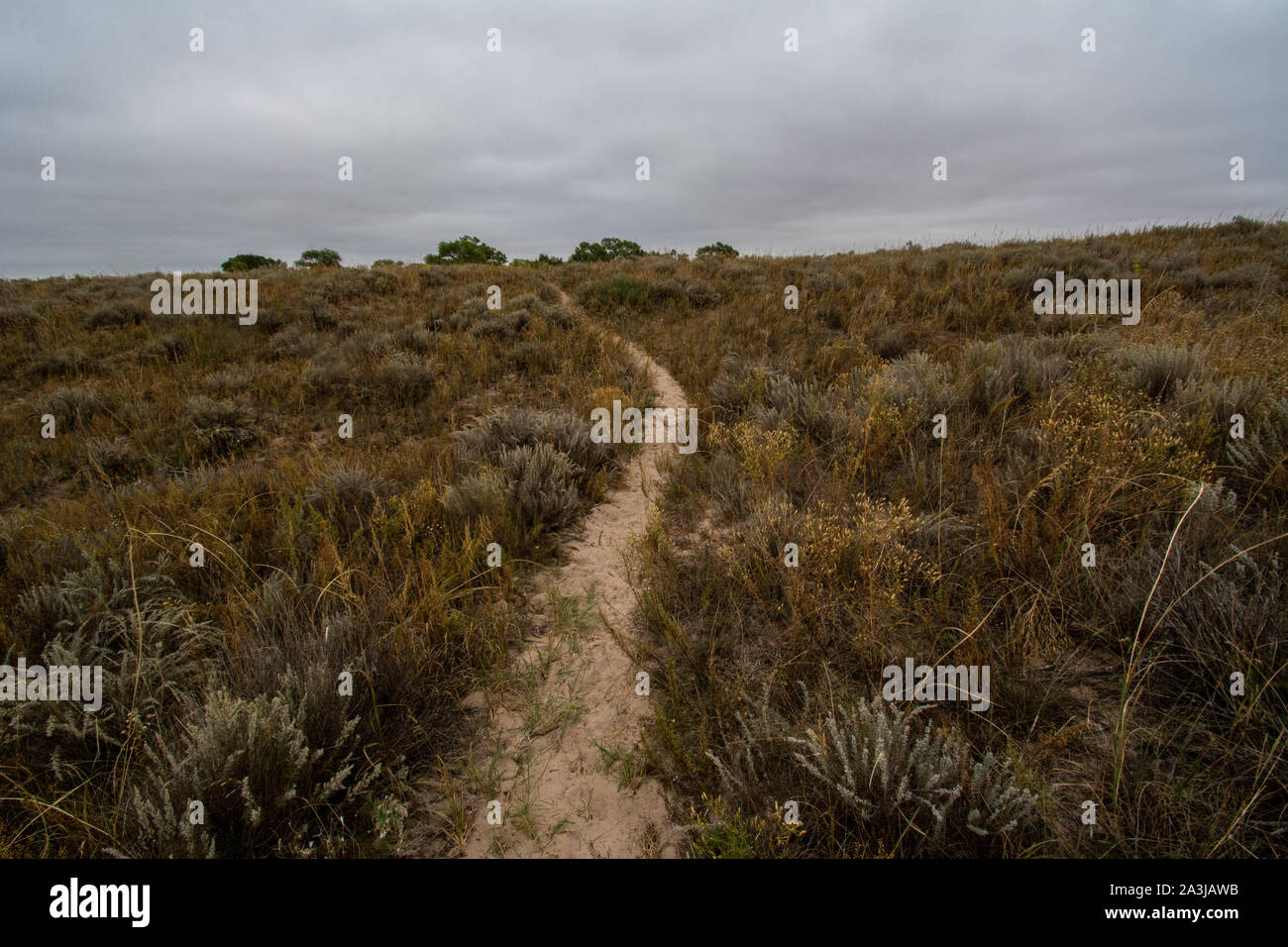 Habitat de l'ubiquiste rouge (Thamnophis sirtalis parietalis) du Comté de Yuma, Colorado, USA. Banque D'Images