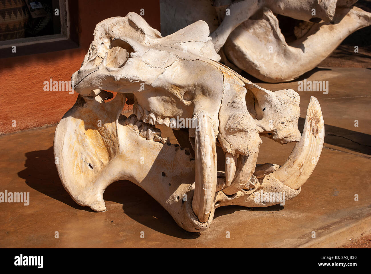 Un Hippopotame (Hippopotamus amphibius) crâne sur l'affichage en Afrique du Sud Banque D'Images