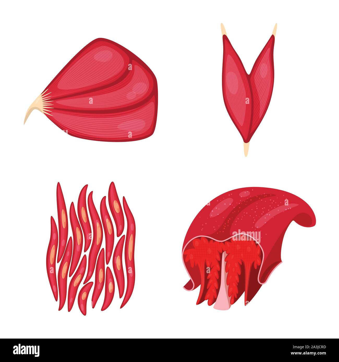 Vector illustration de cellules musculaires et signe. Ensemble de l'anatomie musculaire et l'icône vecteur pour stock. Illustration de Vecteur