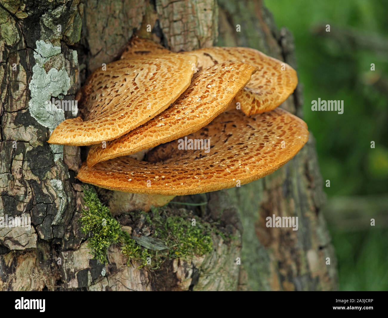 Détaillée de la dryade champignon Polyporus squamosus (Selle) sur le tronc de l'arbre avec le lichen et la mousse sur l'écorce en Cumbria, Angleterre, Royaume-Uni Banque D'Images