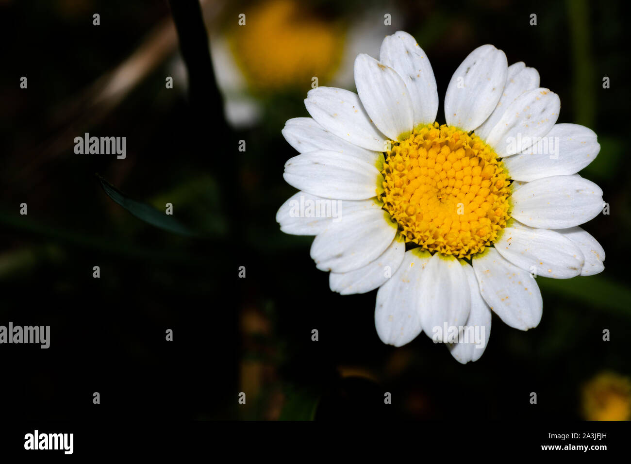 Une belle Marguerite en point Banque D'Images