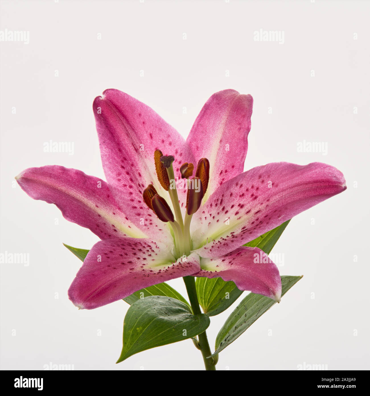 Un seul Stargazer Lily rose sur fond blanc. Banque D'Images
