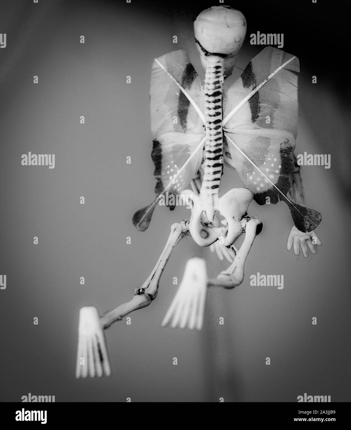 Une vue arrière d'un peu étrange de longues épines ornement skelton avec les ailes en noir et blanc Banque D'Images