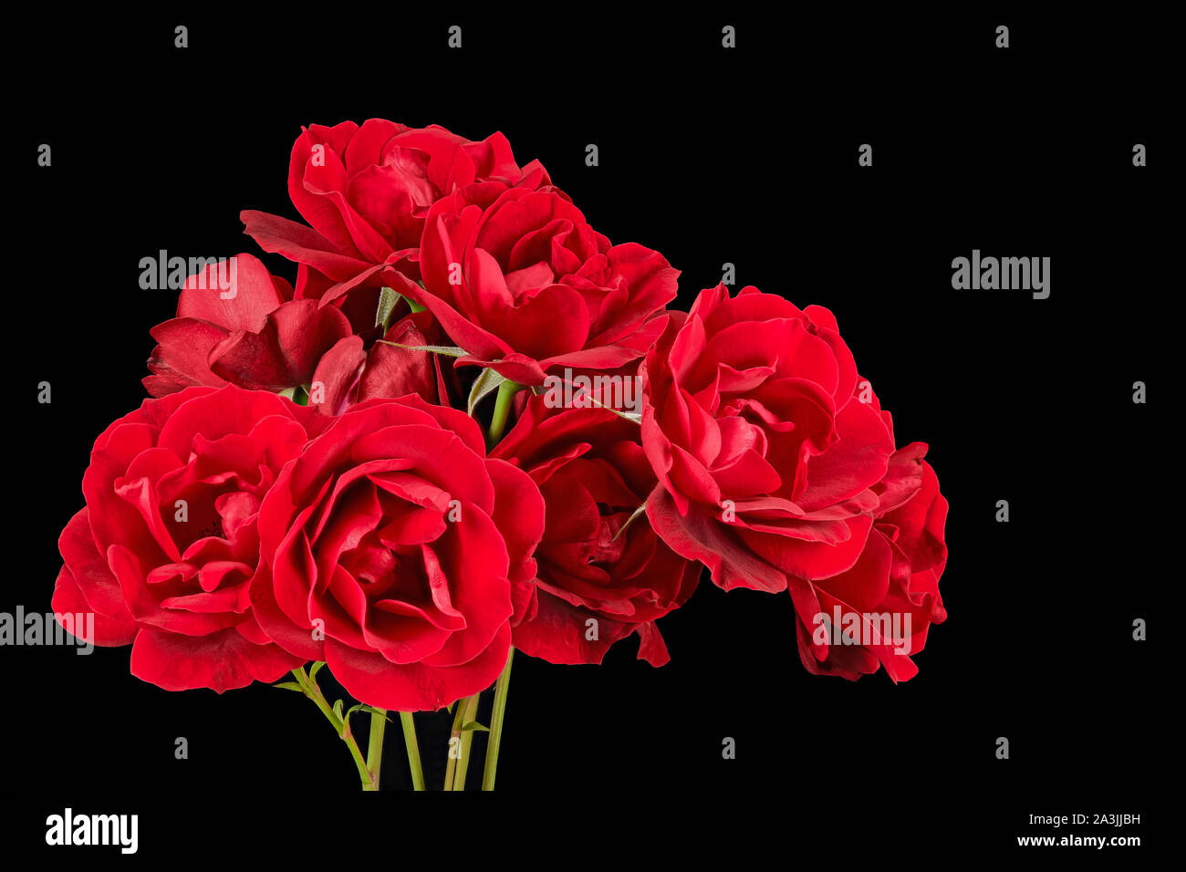 Un beau bouquet de roses thé rouge sur fond noir. Banque D'Images