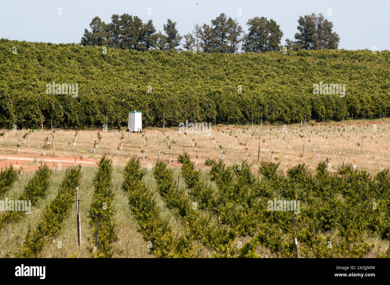 Des vignes et des orangers dans le Murray Riverland près de Morgan, dans le sud de l'Australie Banque D'Images