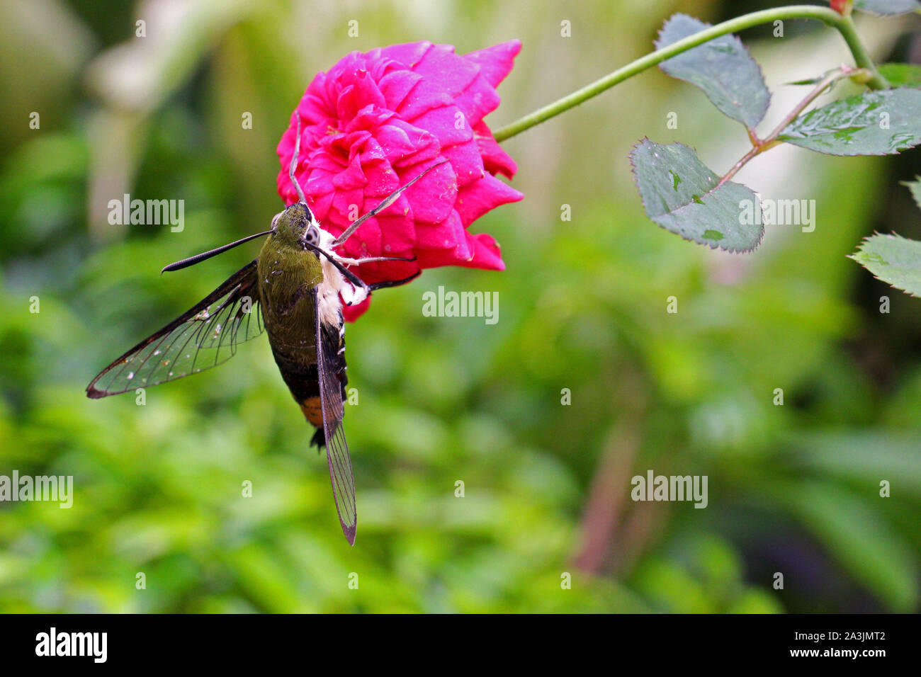 Beau papillon dans le dos de jardin. Ils vivent avec de belles fleurs. Et comme le printemps. Banque D'Images