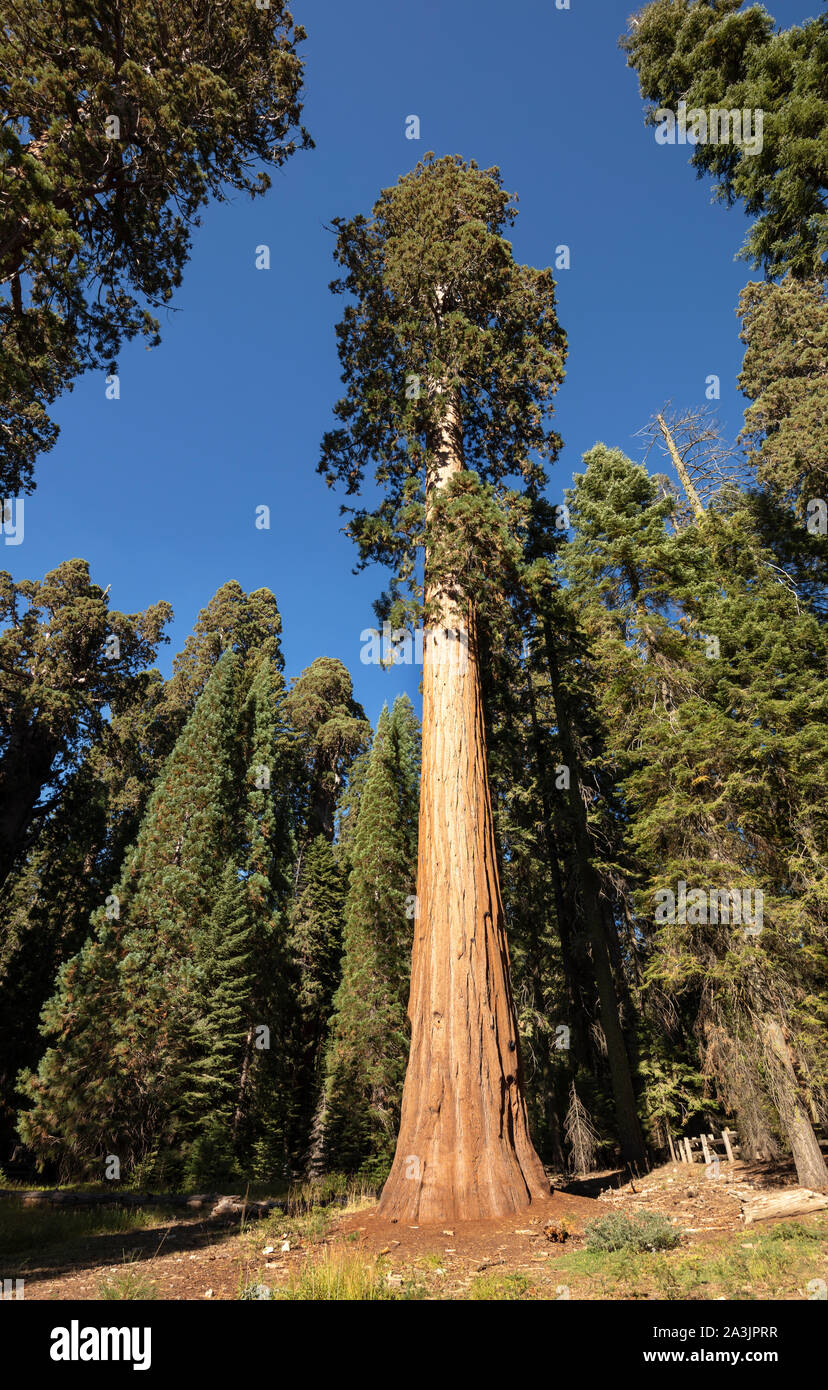 Une vue de General Sherman Tree, le plus grand arbre vivant et de l'organisme sur terre. C'est arbre Séquoia 275 pieds (83 m) de hauteur, et est de plus de 36 pieds (11 Banque D'Images