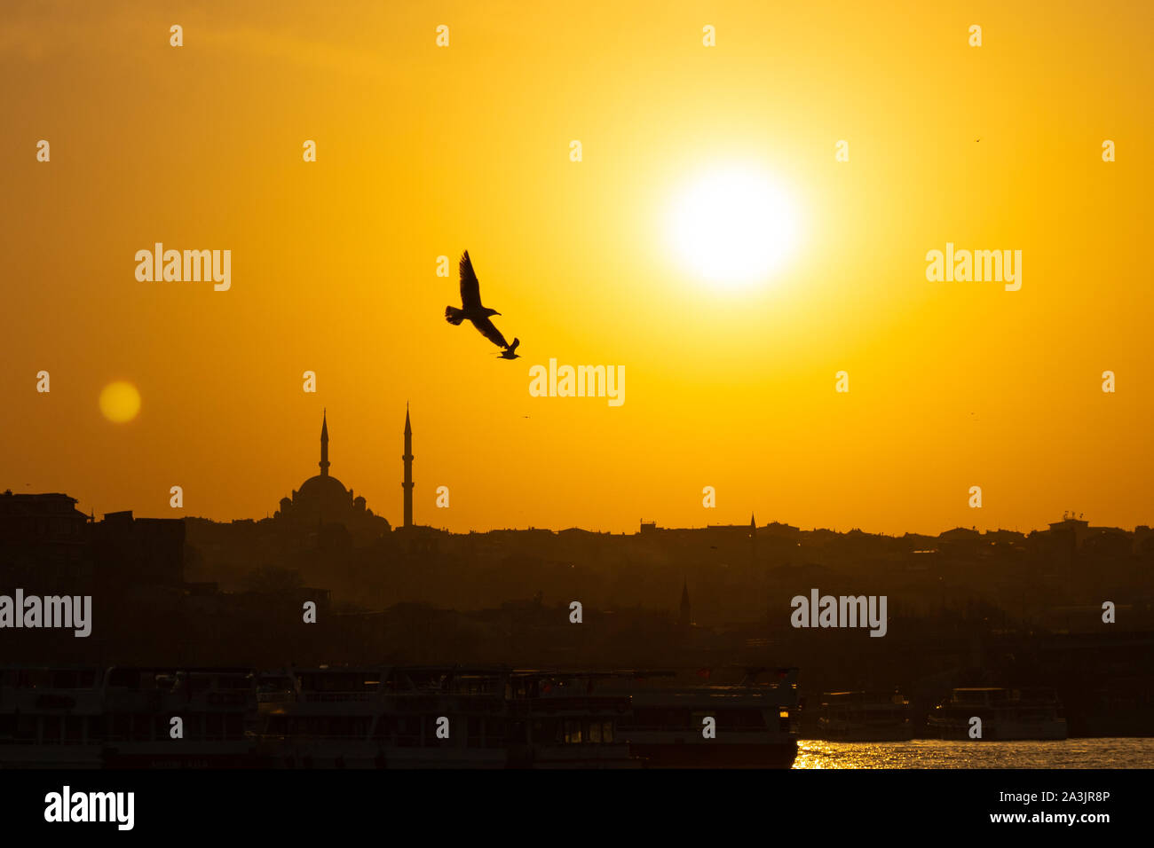 Mosquée Fatih et mouettes au coucher du soleil Banque D'Images
