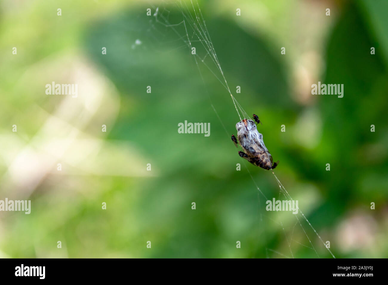 Les insectes piégés sur une araignée. Banque D'Images