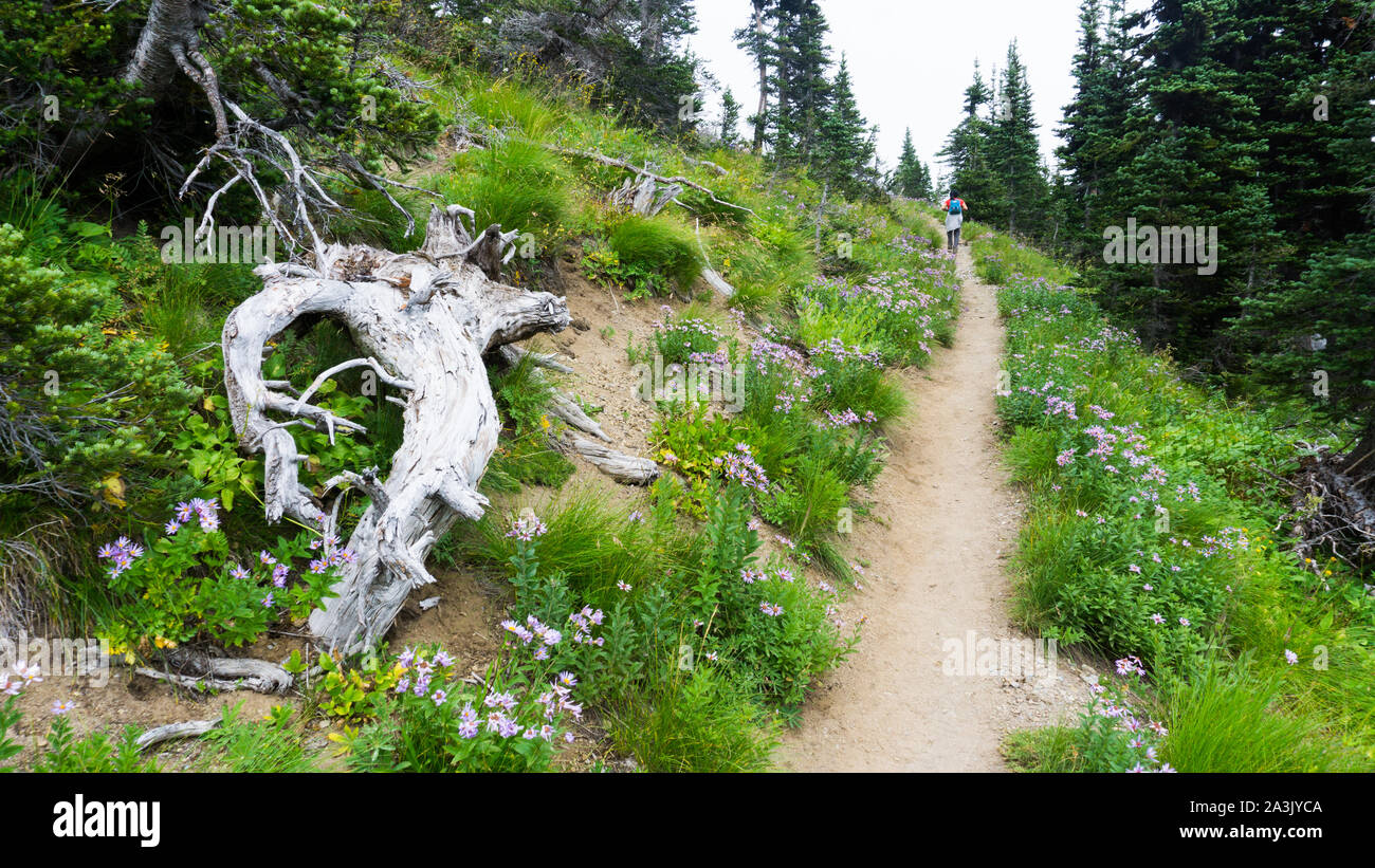 La fin de l'été vous promener dans le magnifique sous-alpine meadows autour de Mt. Rainier, Washington, USA Banque D'Images