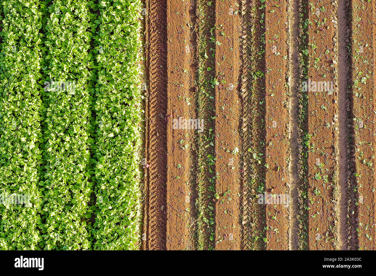 Champ agricole avec des rangées de Beetroot prêtes pour la cueillette. Banque D'Images