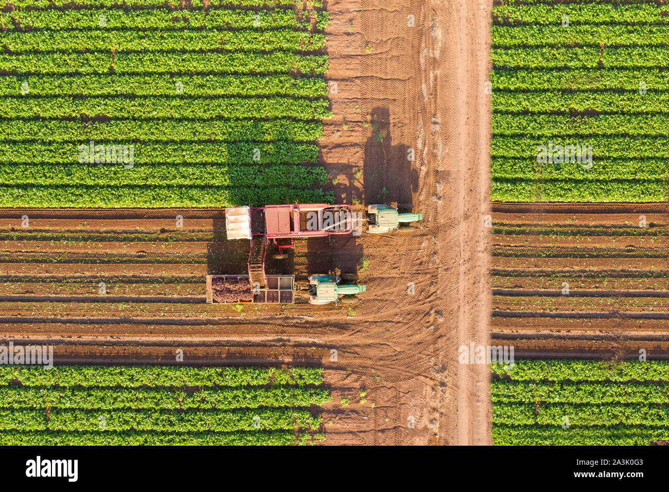 La récolte des racines de betterave à sucre, tôt le matin, l'image aérienne. Banque D'Images