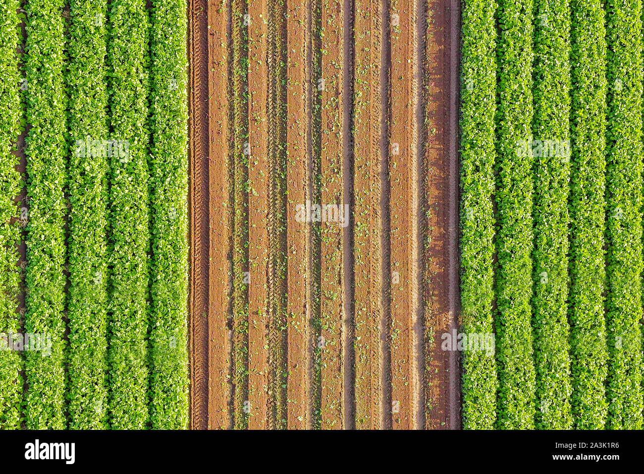 Champ agricole avec des rangées de Beetroot prêtes pour la cueillette. Banque D'Images