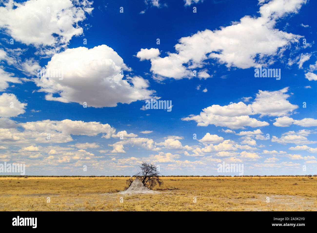 Ciel bleu avec quelques nuages et un petit arbre avec une termitière, Etosha, Namibie, Afrique Banque D'Images