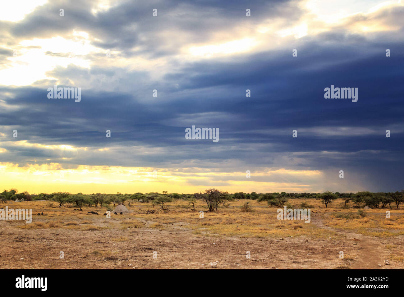 Les nuages de tempête se rapprocher, près de couvrant le soleil, Etosha, Namibie, Afrique Banque D'Images
