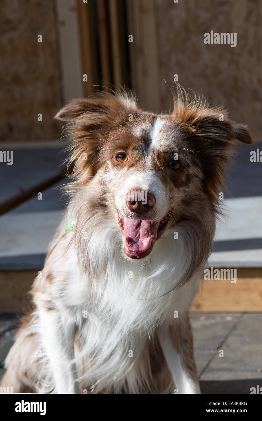 Border Collie Marron Banque D Image Et Photos Alamy