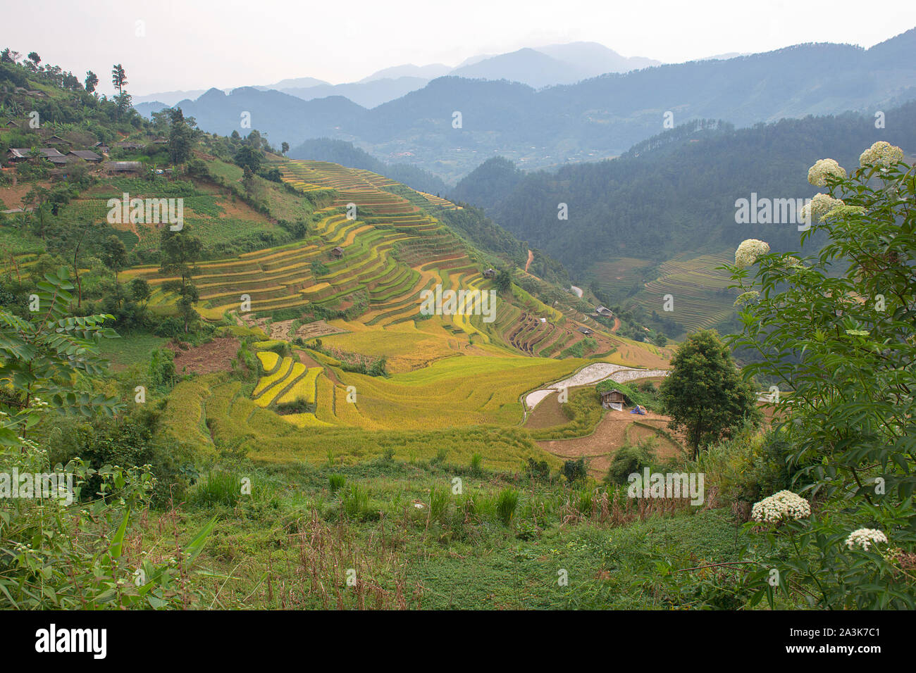 Vert, brun, jaune et golden rice terrace champs de Mu Cang Chai, au nord-ouest du Vietnam Banque D'Images