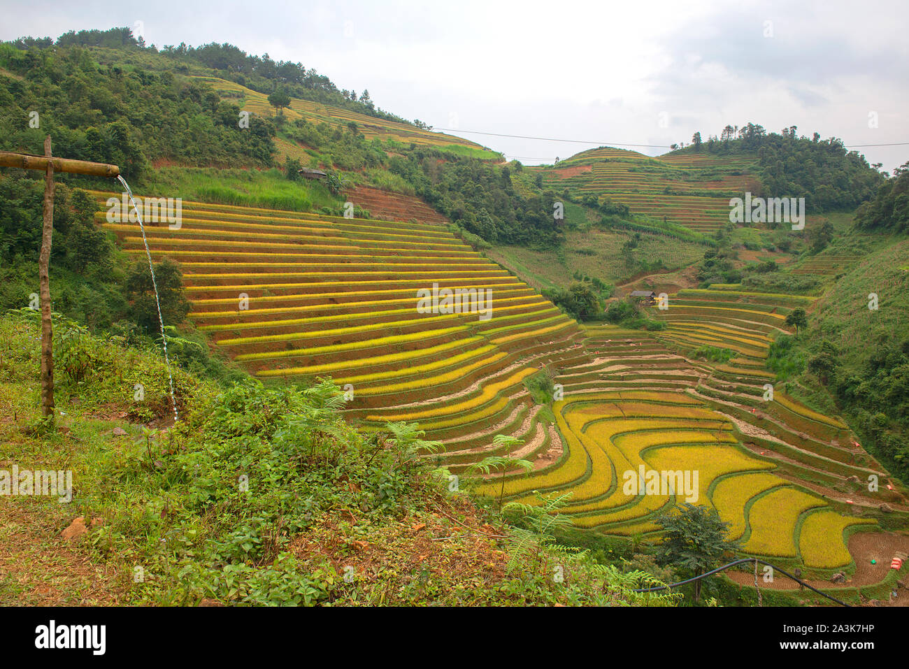 Vert, brun, jaune et golden rice terrace champs de Mu Cang Chai, au nord-ouest du Vietnam Banque D'Images