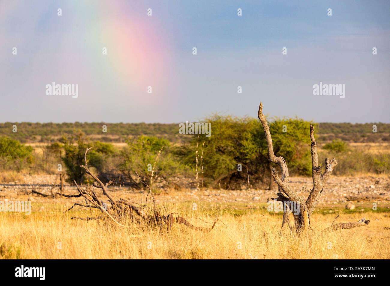 Arc-en-ciel dans un paysage aride avec de l'herbe sèche et des arbres morts à l'avant-plan, Etosha, Namibie, Afrique Banque D'Images