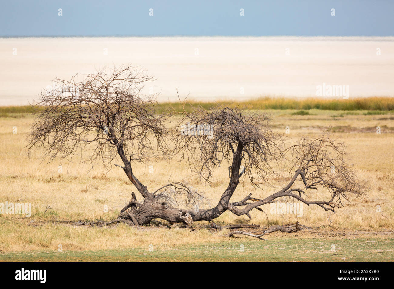 Arbre mort avec l'énorme à l'arrière-plan d'Etosha, Namibie, Afrique Banque D'Images