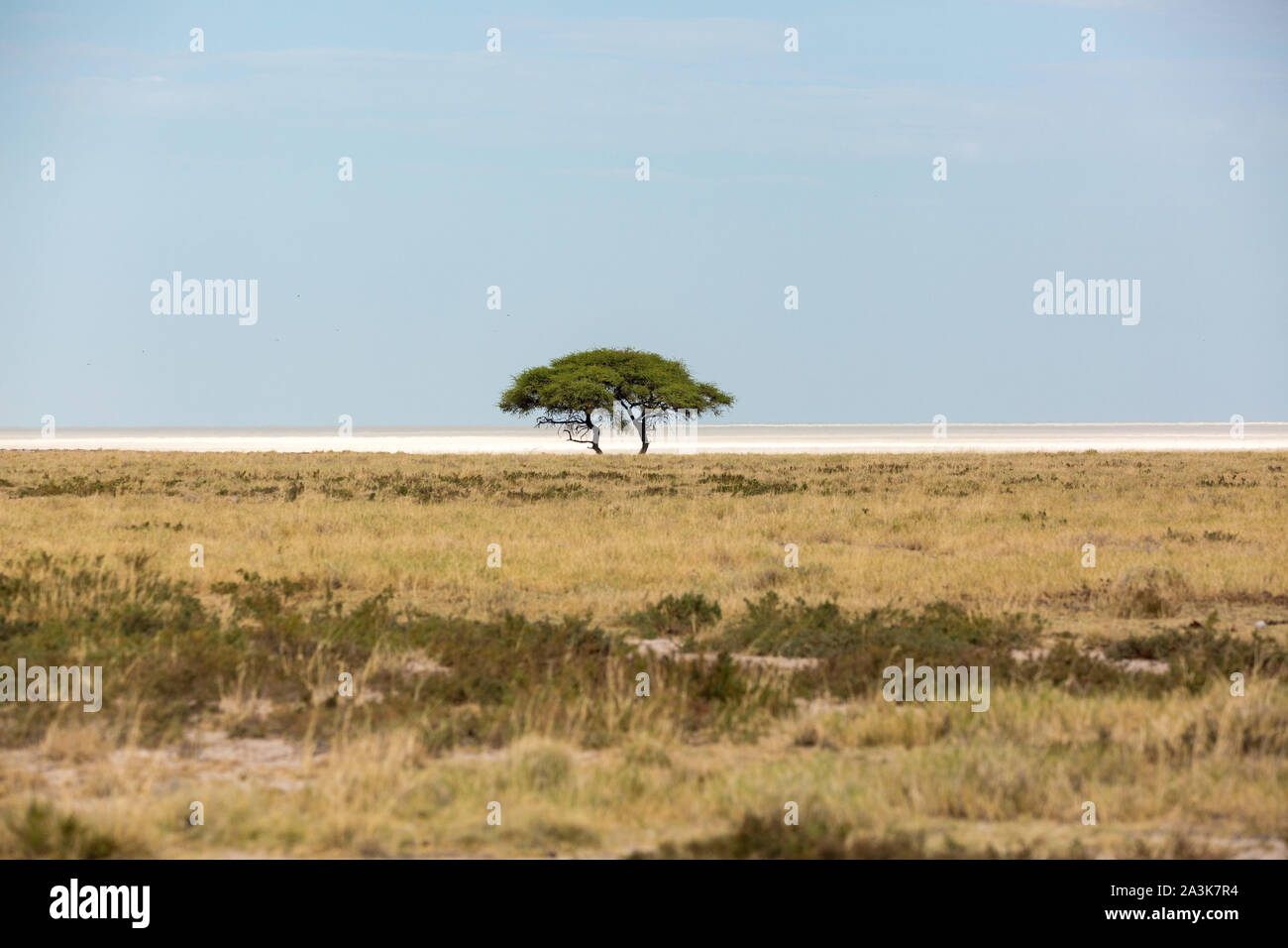 Arbre isolé au milieu d'une savane à proximité d'Etosha, Namibie, Afrique Banque D'Images