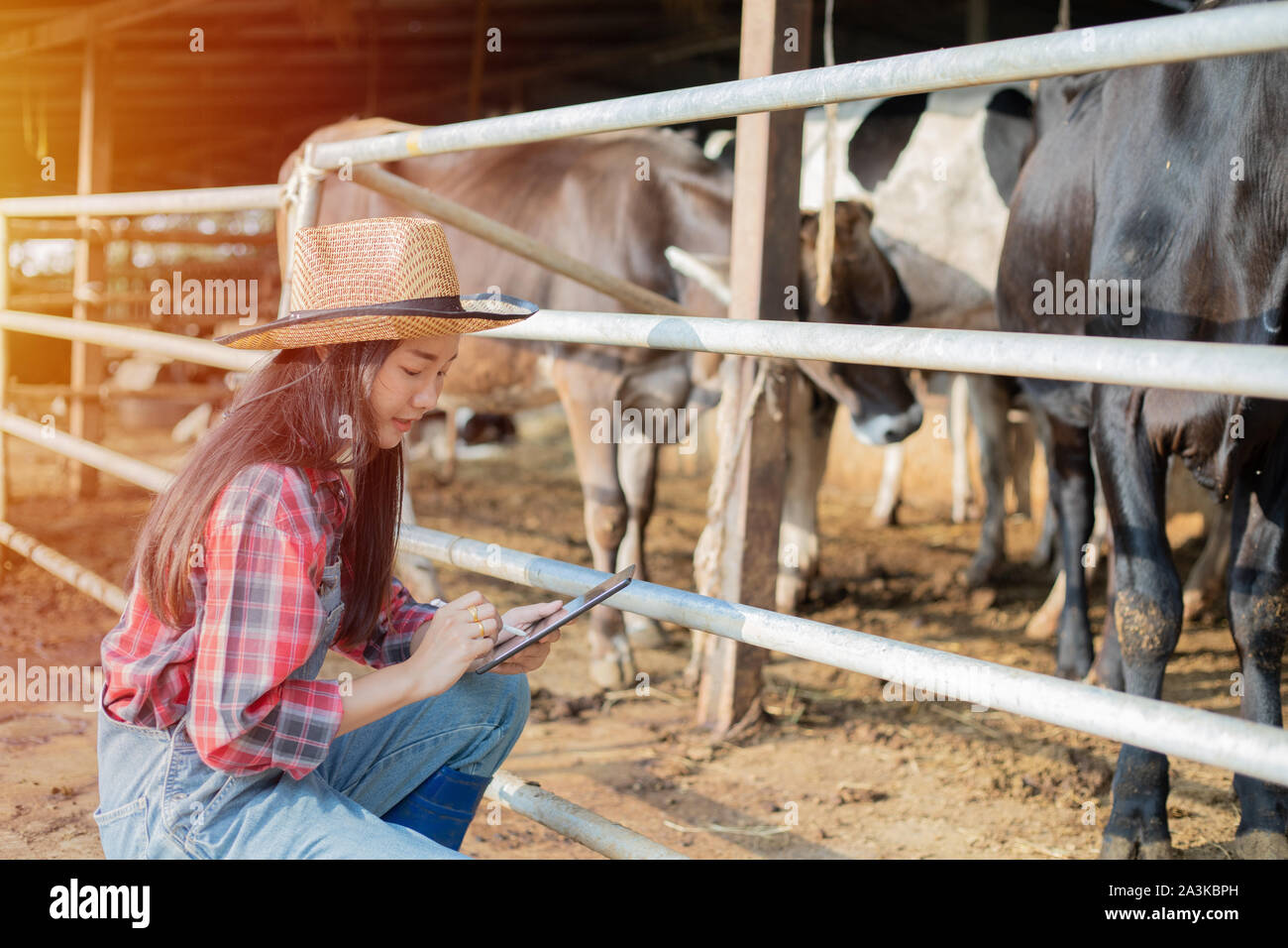 Les femmes asiatiques l'agriculture et l'industrie de l'agriculture et l'élevage concept - les jeunes femmes ou de l'agriculteur avec ordinateur tablet pc et les vaches laitières en étable sur Banque D'Images